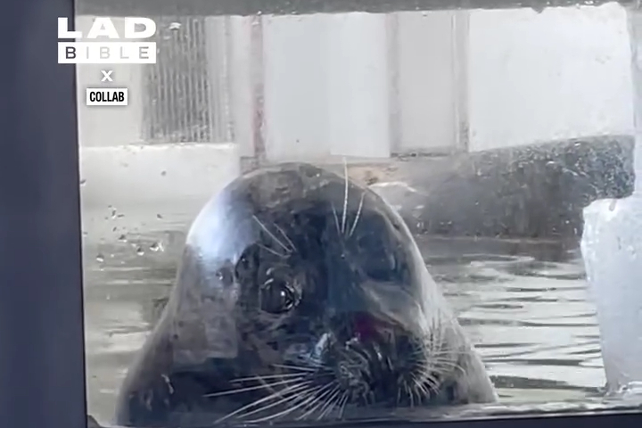Guilty Seal Face
